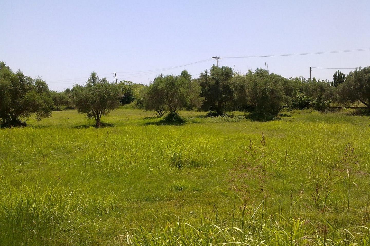 Οινόφυτα οικόπεδο 54.000 τ.μ προς πώληση