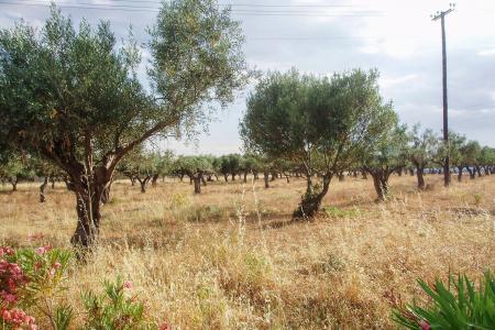 Αχαρνές επαγγελματικό οικόπεδο 8.400 τ.μ  προς πώληση