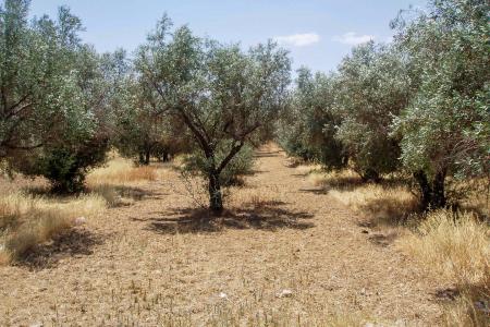 Αχαρνές  βιομηχανικό οικόπεδο 8.500 τ.μ προς πώληση