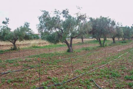 Αχαρνές οικόπεδο 8.000 τ.μ προς πώληση