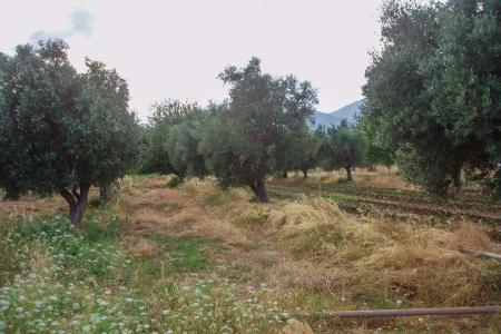 Αχαρνές βιομηχανικό οικόπεδο 7.000 τ.μ προς πώληση